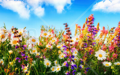 Big Field Flowers at The Old Workshop